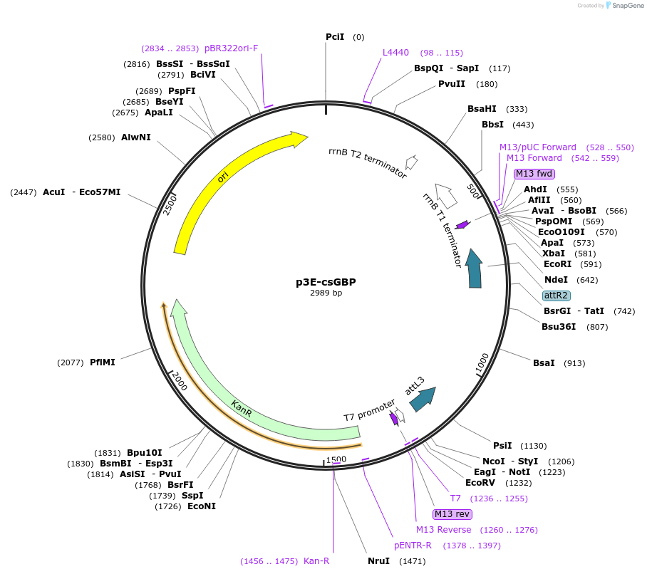 108891-plasmid-map-sequence-id-210088