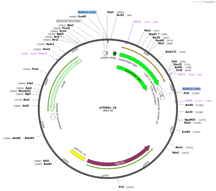 109236-plasmid-map-sequence-id-210092