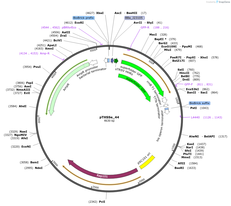 109242-plasmid-map-sequence-id-210097