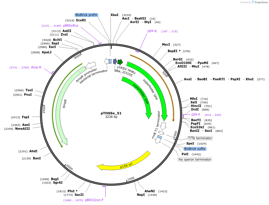 109249-plasmid-map-sequence-id-210100