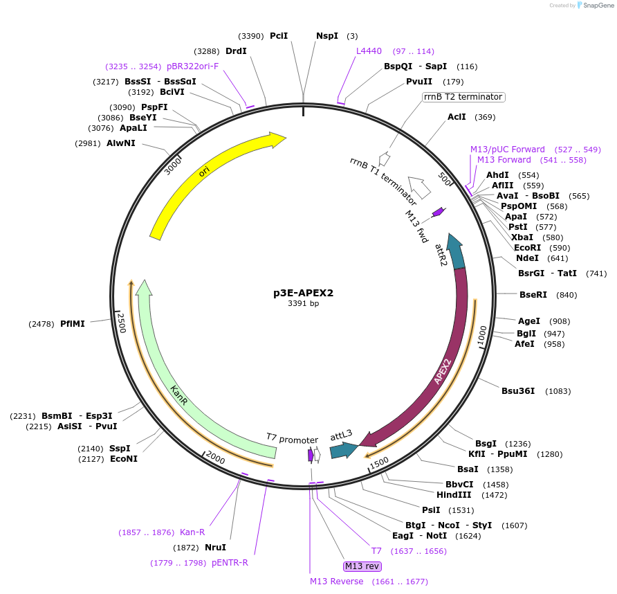 108894-plasmid-map-sequence-id-210102