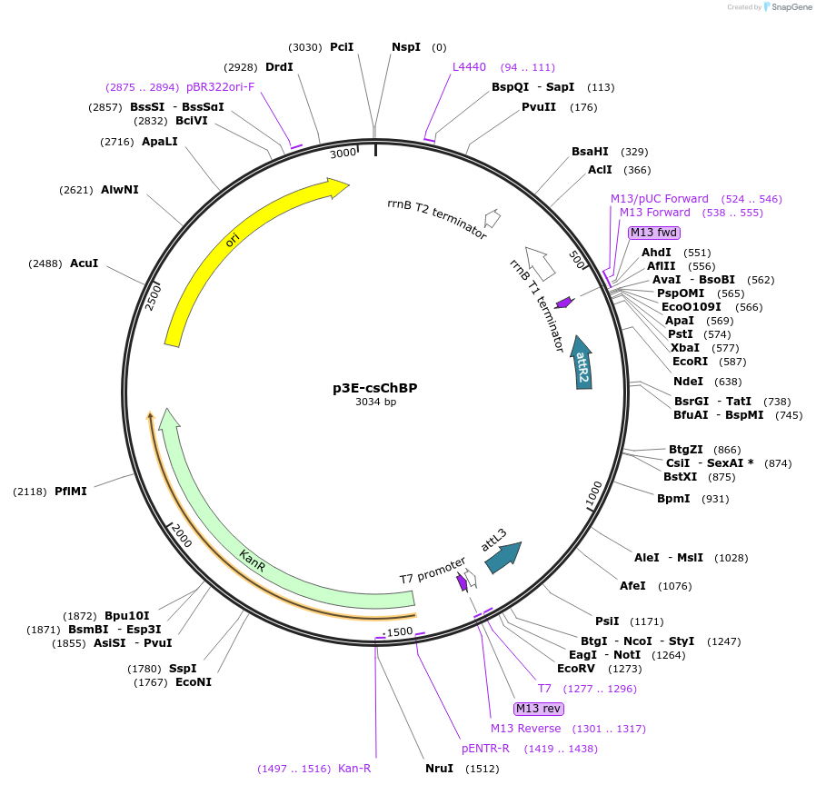 108893-plasmid-map-sequence-id-210104