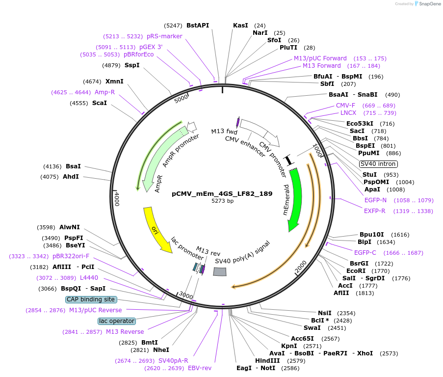 100420-plasmid-map-sequence-id-210106