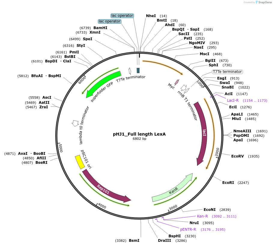107237-plasmid-map-sequence-id-210108