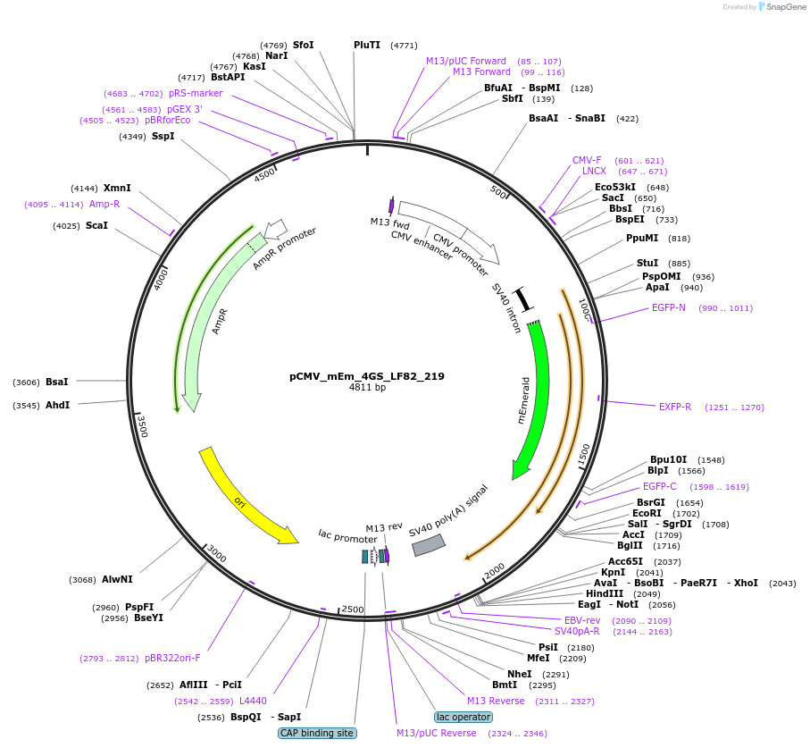 100421-plasmid-map-sequence-id-210109