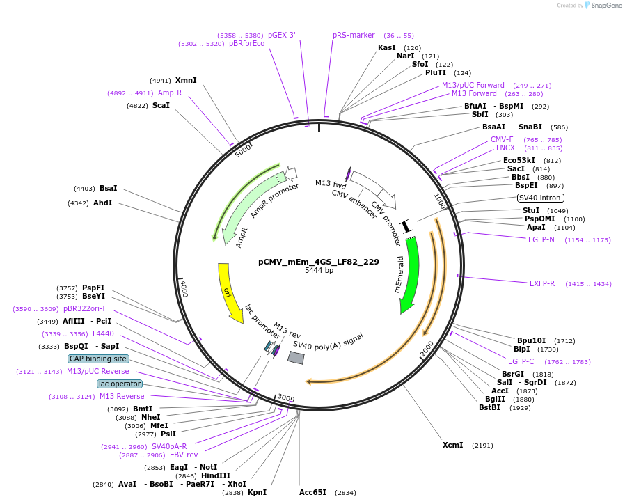 100422-plasmid-map-sequence-id-210114