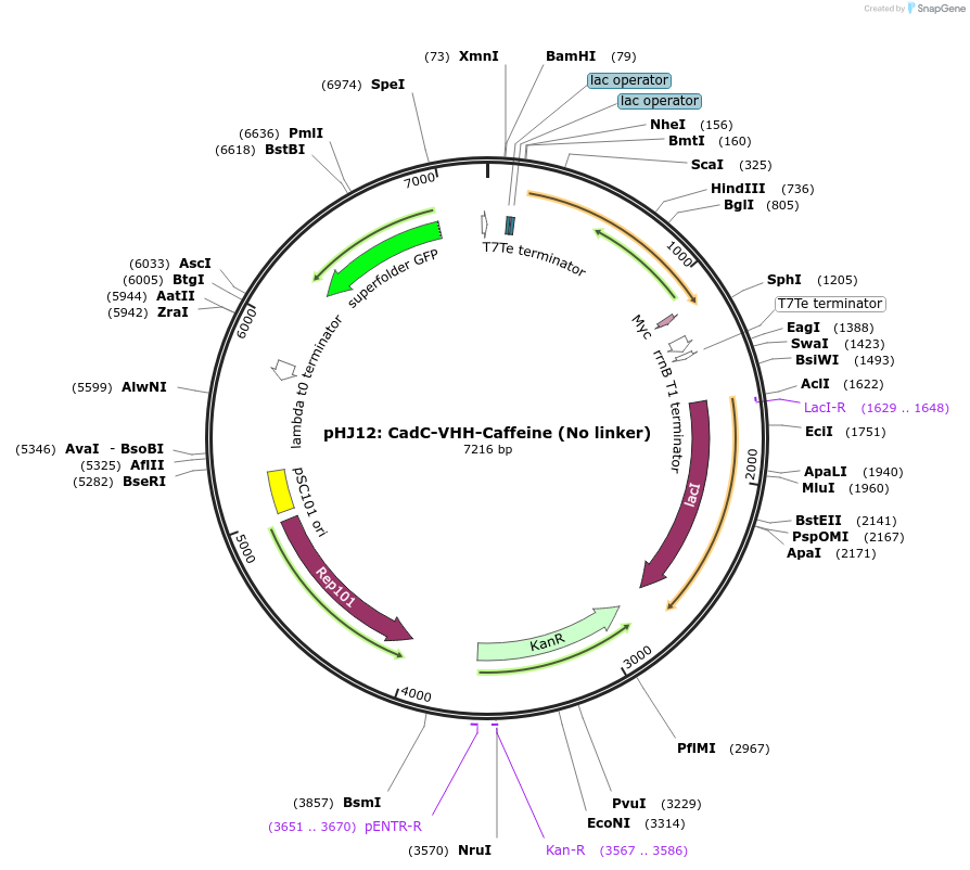 108244-plasmid-map-sequence-id-210116