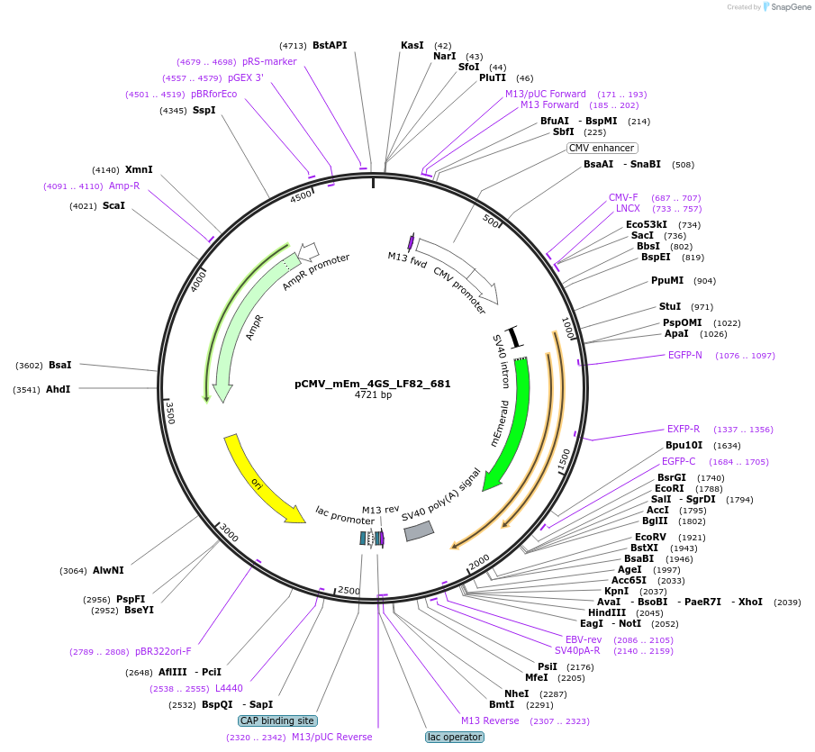 100423-plasmid-map-sequence-id-210117