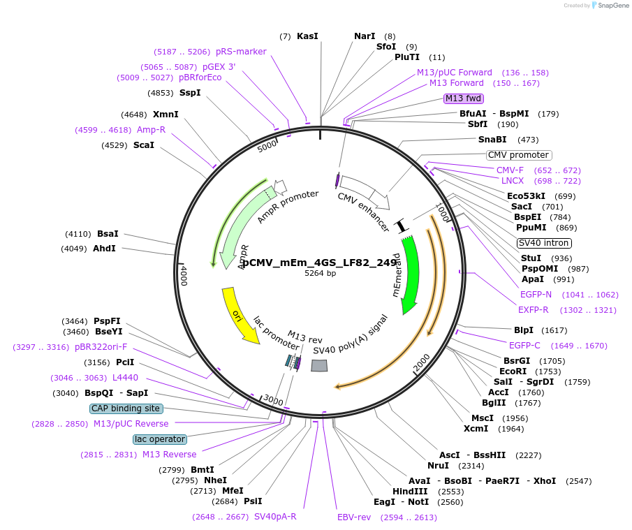 100424-plasmid-map-sequence-id-210119