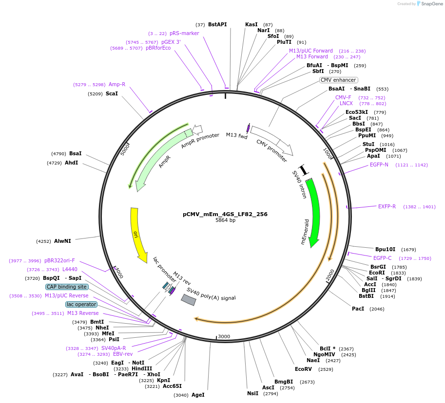 100426-plasmid-map-sequence-id-210122