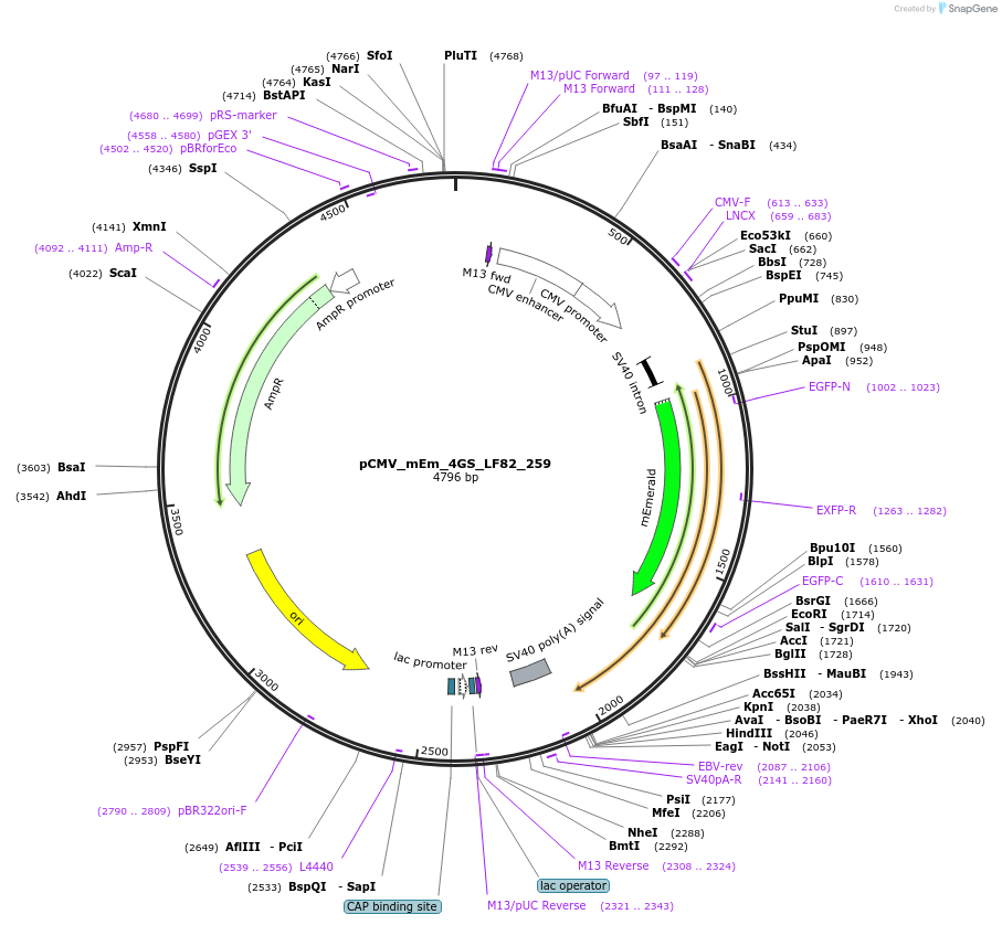 100427-plasmid-map-sequence-id-210125