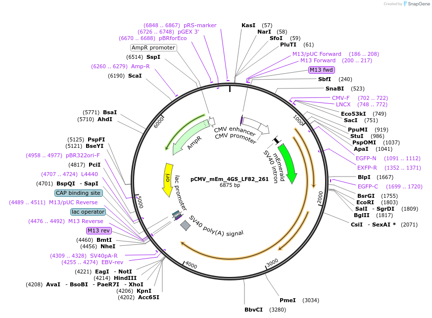 100429-plasmid-map-sequence-id-210127