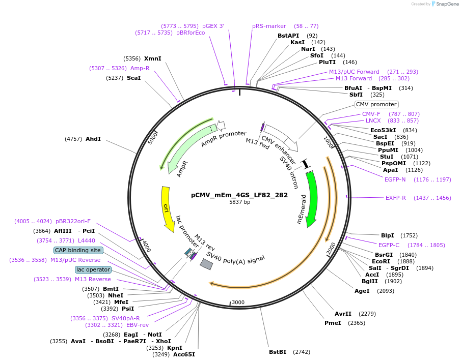 100430-plasmid-map-sequence-id-210131