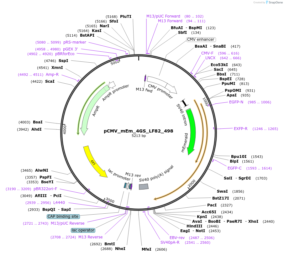 100431-plasmid-map-sequence-id-210132