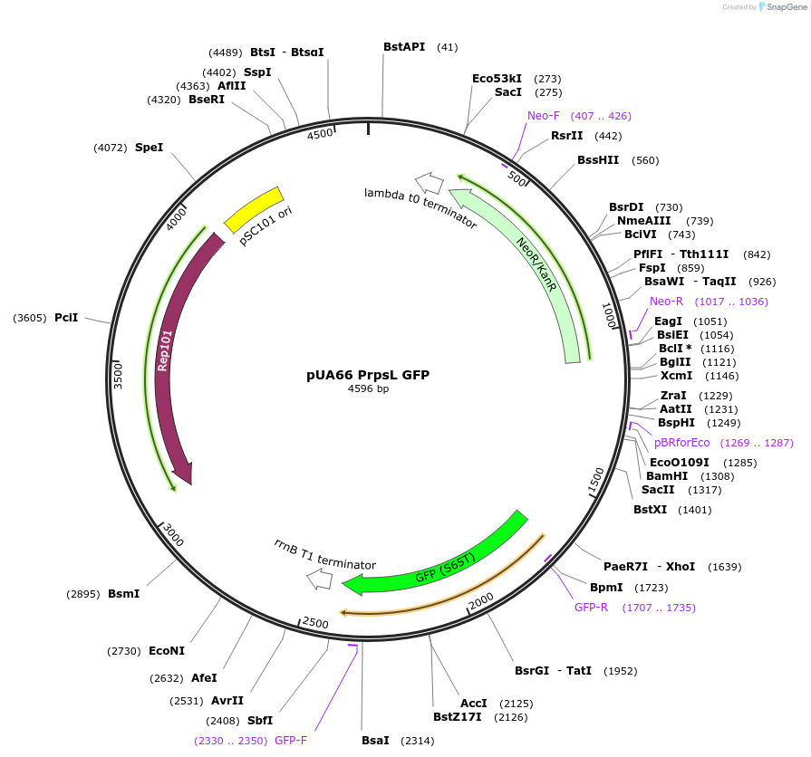 105606-plasmid-map-sequence-id-210135