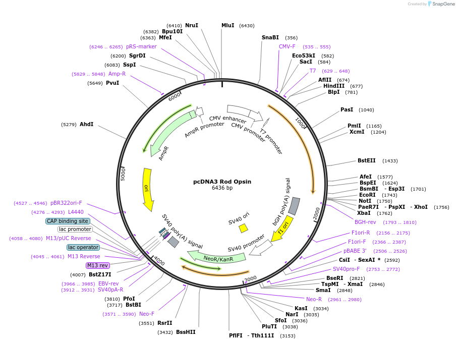 109361-plasmid-map-sequence-id-210137