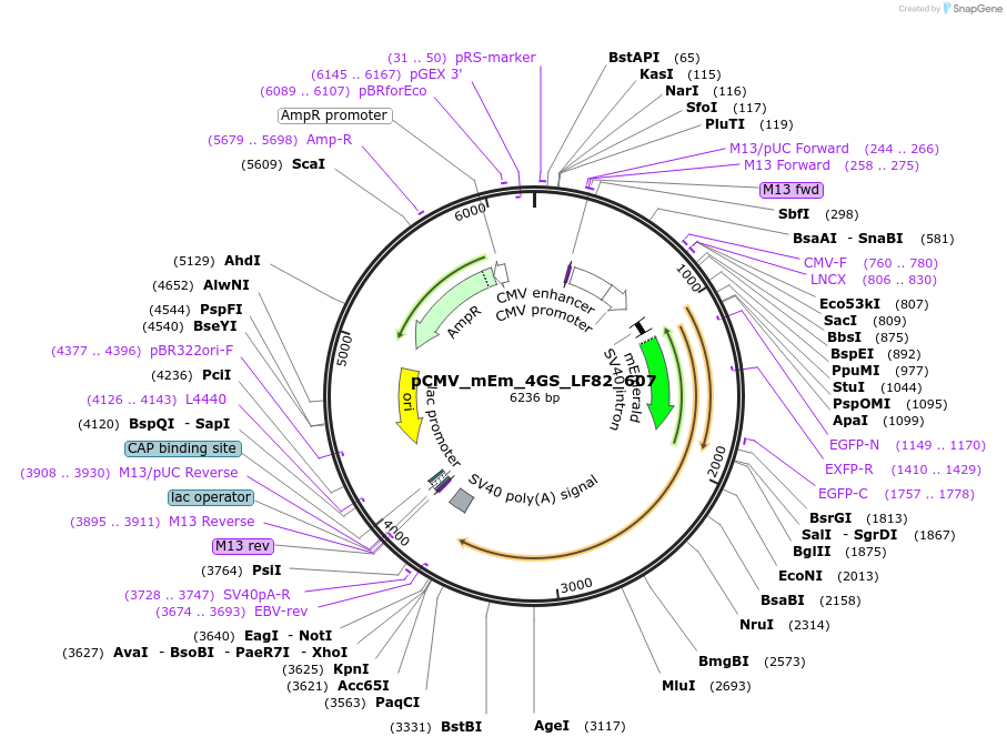 100432-plasmid-map-sequence-id-210138