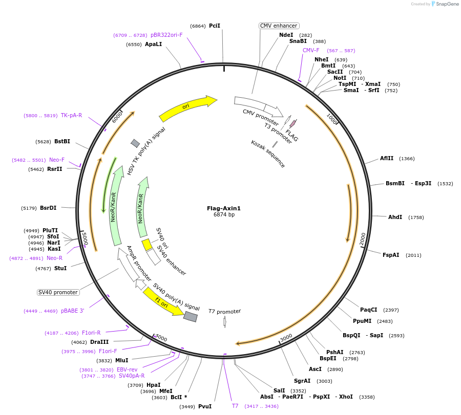 109370-plasmid-map-sequence-id-210143