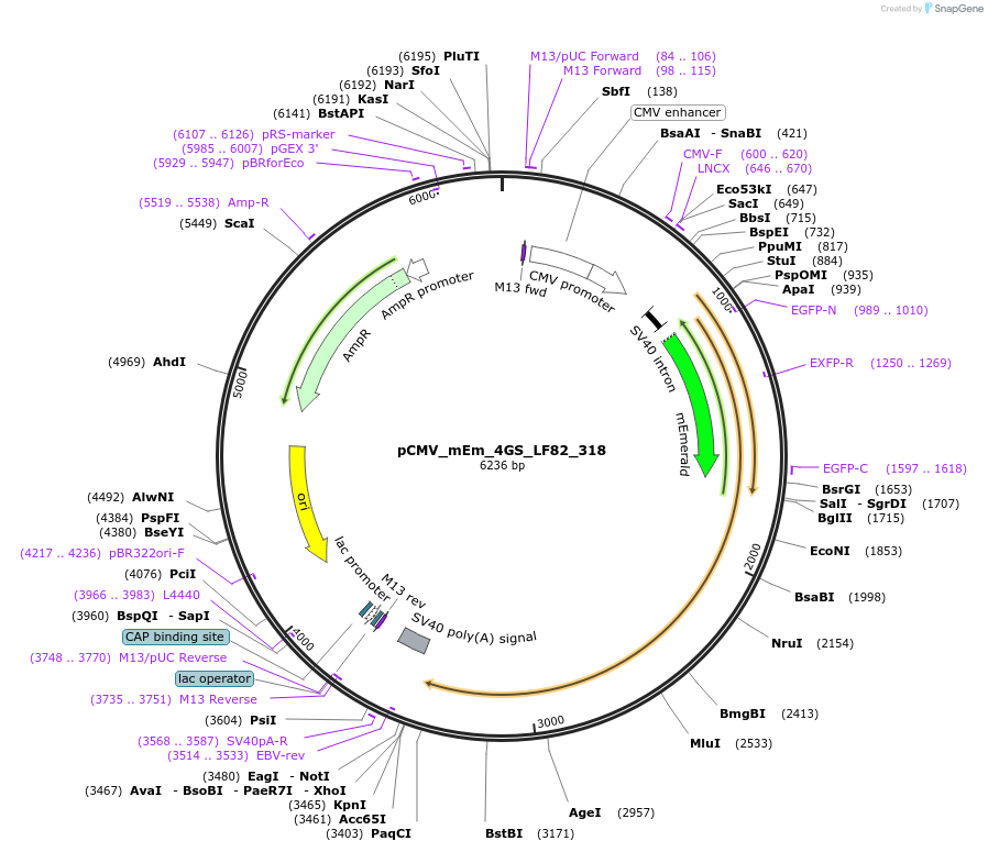 100433-plasmid-map-sequence-id-210144
