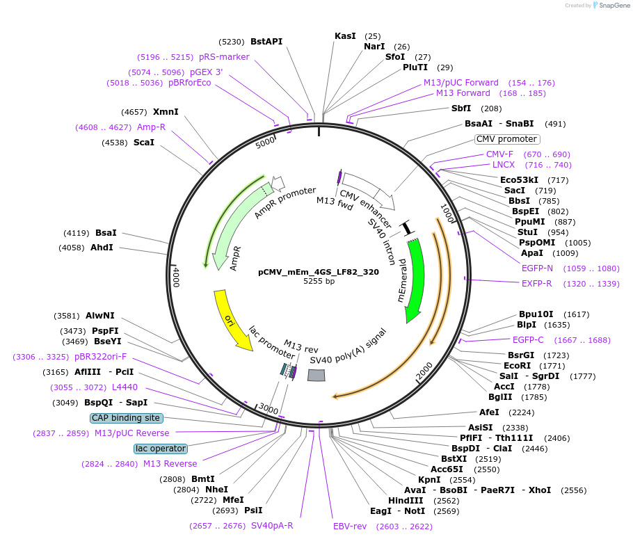 100434-plasmid-map-sequence-id-210150
