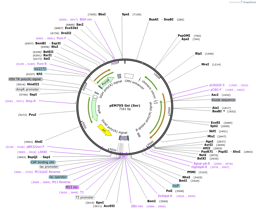 109352-plasmid-map-sequence-id-210153