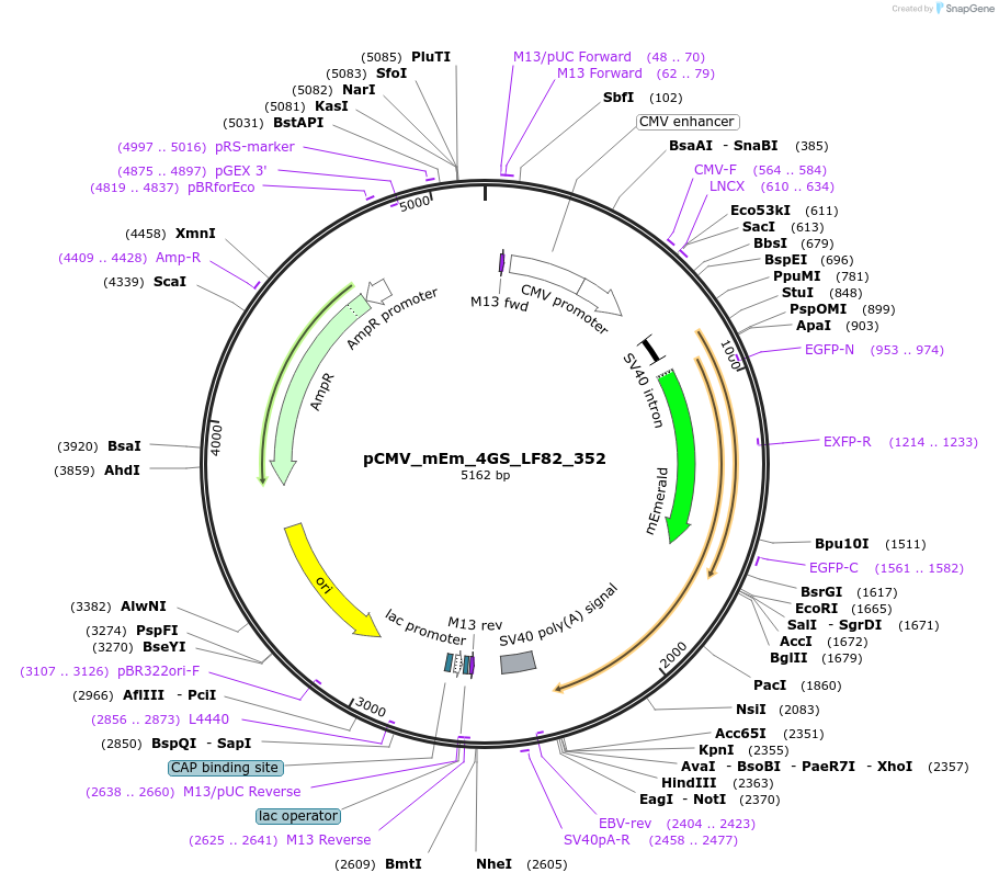 100437-plasmid-map-sequence-id-210157