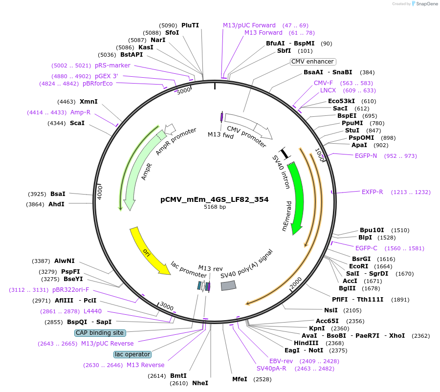 100438-plasmid-map-sequence-id-210159