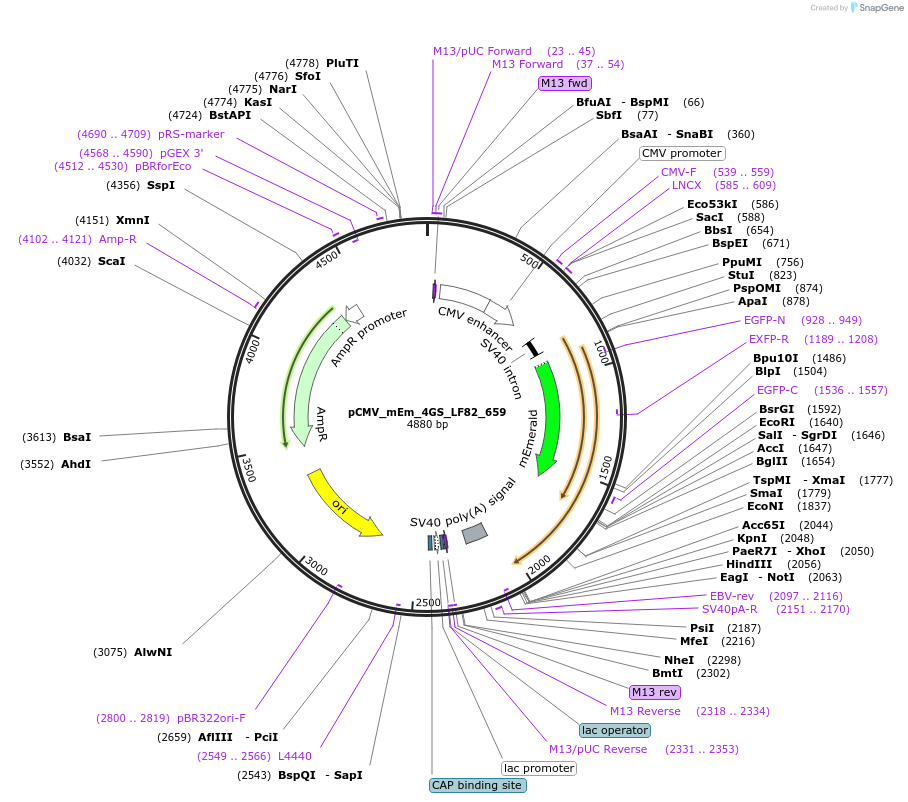 100439-plasmid-map-sequence-id-210161