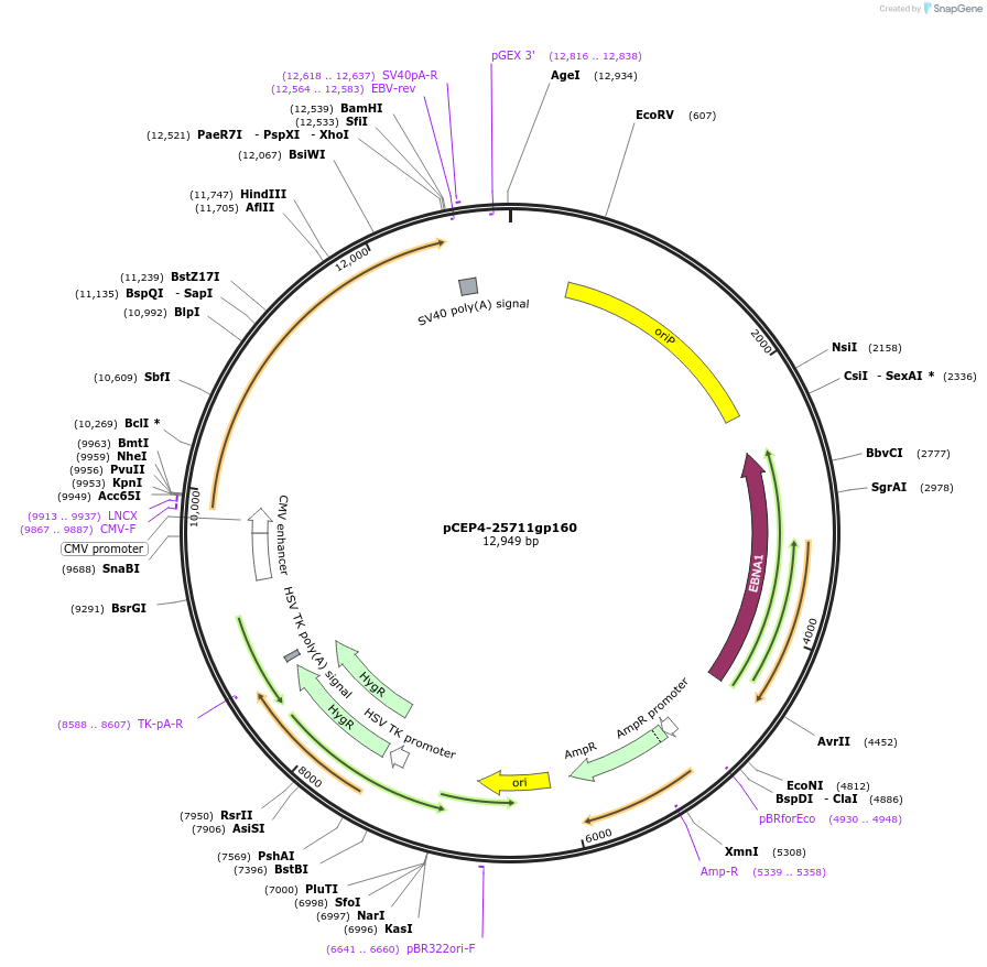 111841-plasmid-map-sequence-id-210185