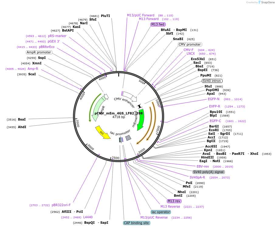 100441-plasmid-map-sequence-id-210191