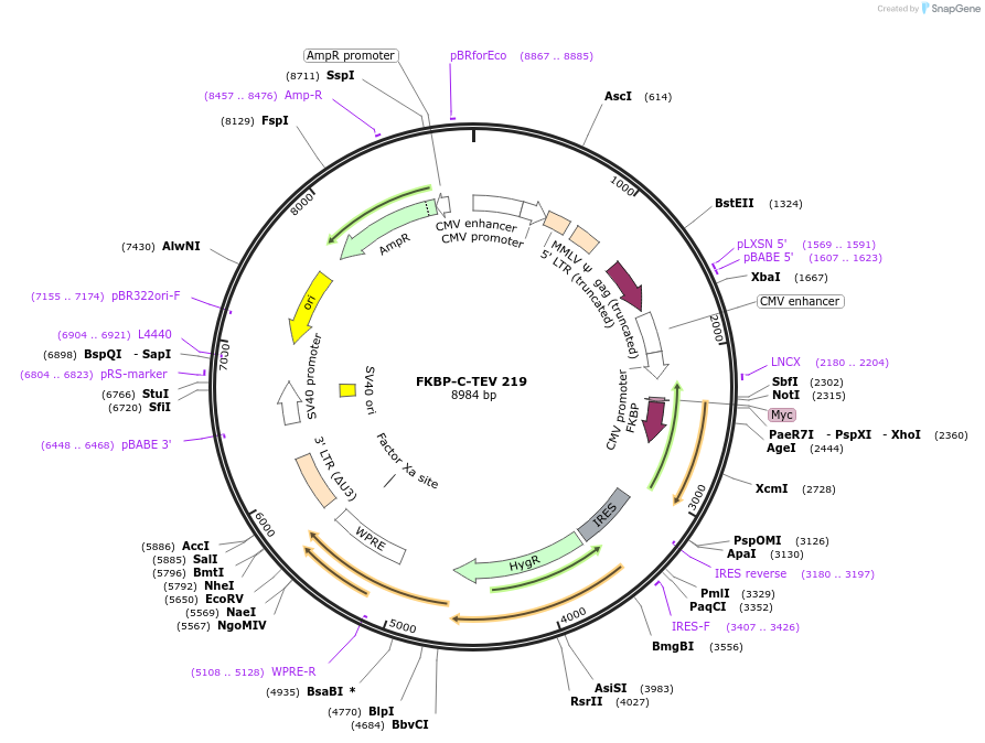 100096-plasmid-map-sequence-id-210198