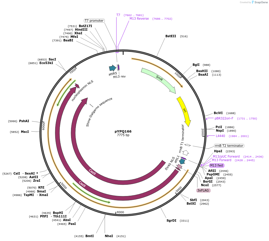 109328-plasmid-map-sequence-id-210215