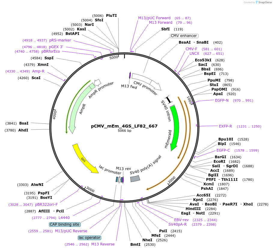 100443-plasmid-map-sequence-id-210217