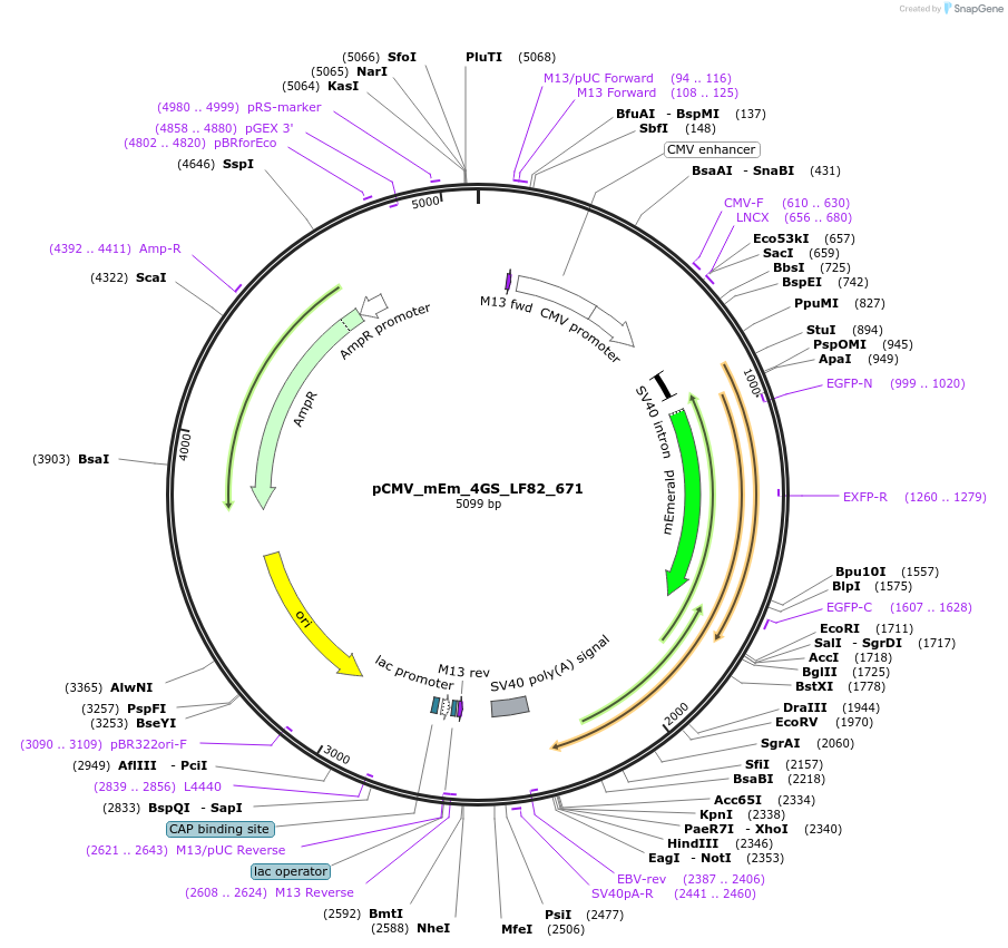 100444-plasmid-map-sequence-id-210218
