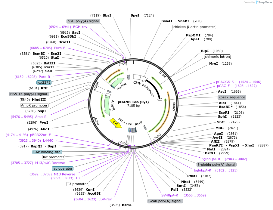 109375-plasmid-map-sequence-id-210219