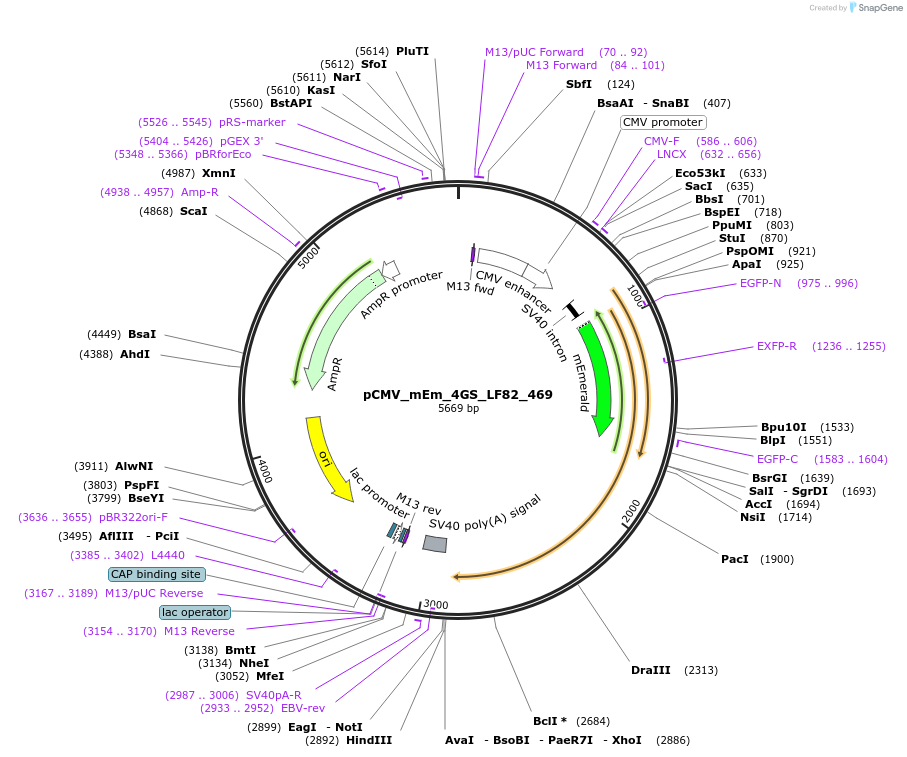100445-plasmid-map-sequence-id-210220