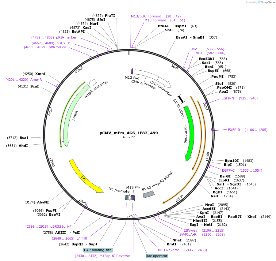 100447-plasmid-map-sequence-id-210230