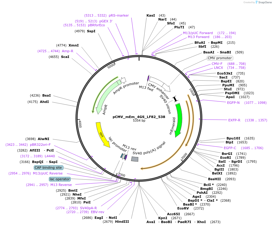 100449-plasmid-map-sequence-id-210231