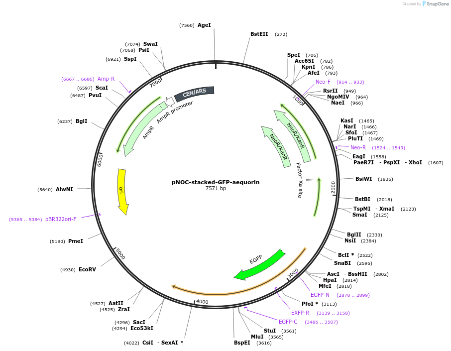 101011-plasmid-map-sequence-id-210241