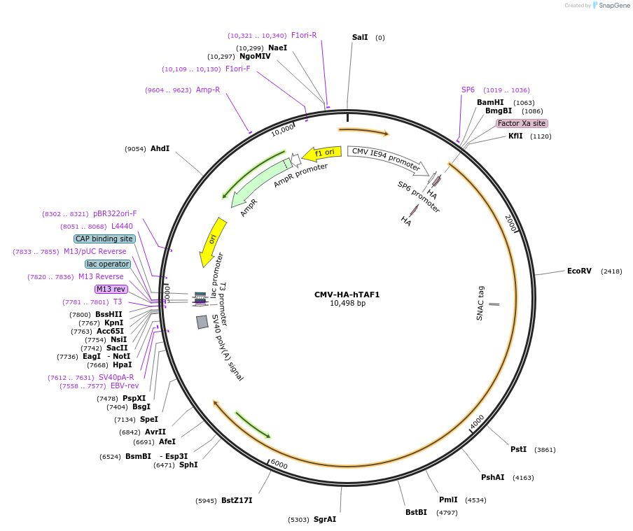 17997-plasmid-map-sequence-id-210242