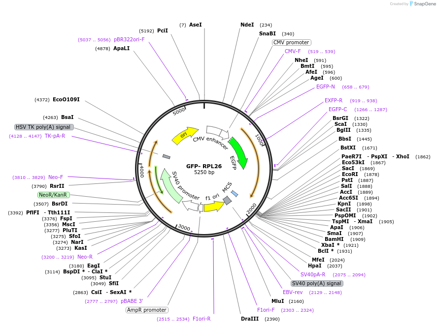 31980-plasmid-map-sequence-id-210243
