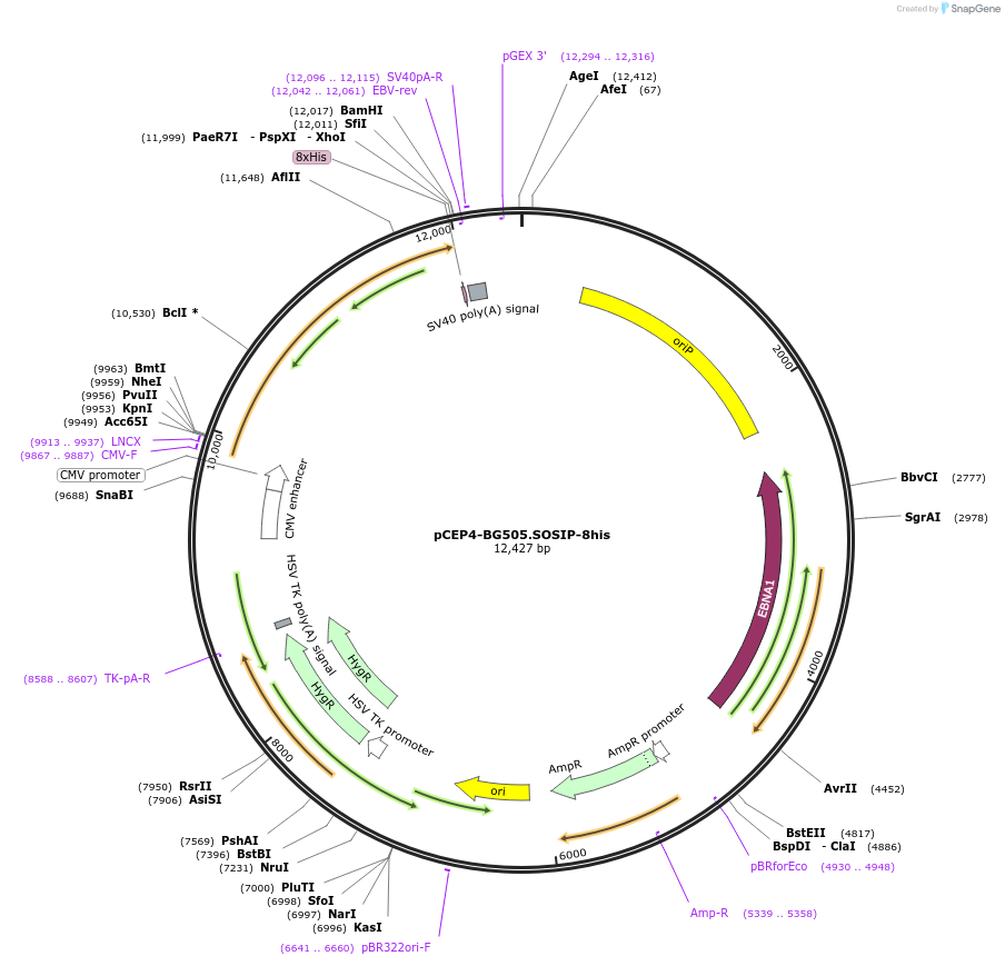 111847-plasmid-map-sequence-id-210246