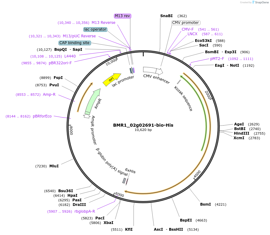 108042-plasmid-map-sequence-id-210248
