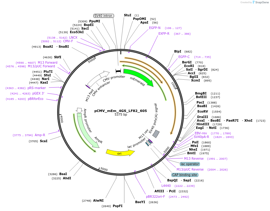 100454-plasmid-map-sequence-id-210249