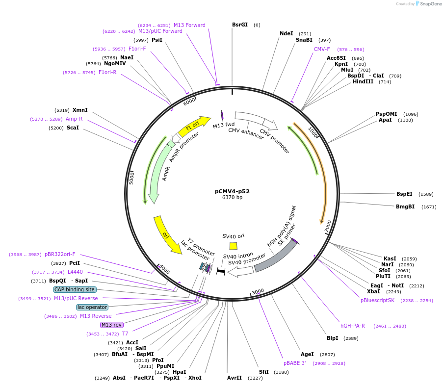 23289-plasmid-map-sequence-id-210250