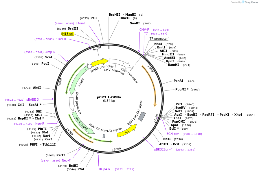 107980-plasmid-map-sequence-id-210255
