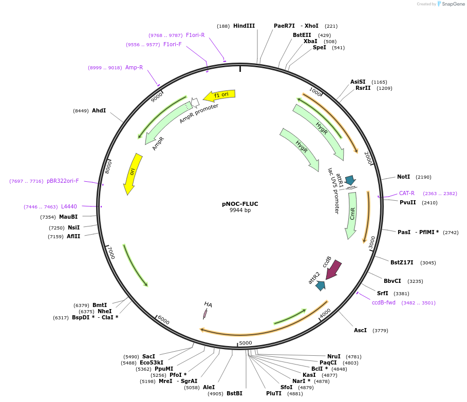 98140-plasmid-map-sequence-id-210257