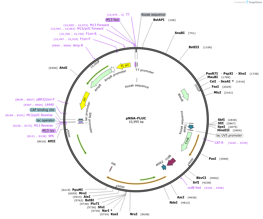 98143-plasmid-map-sequence-id-210260