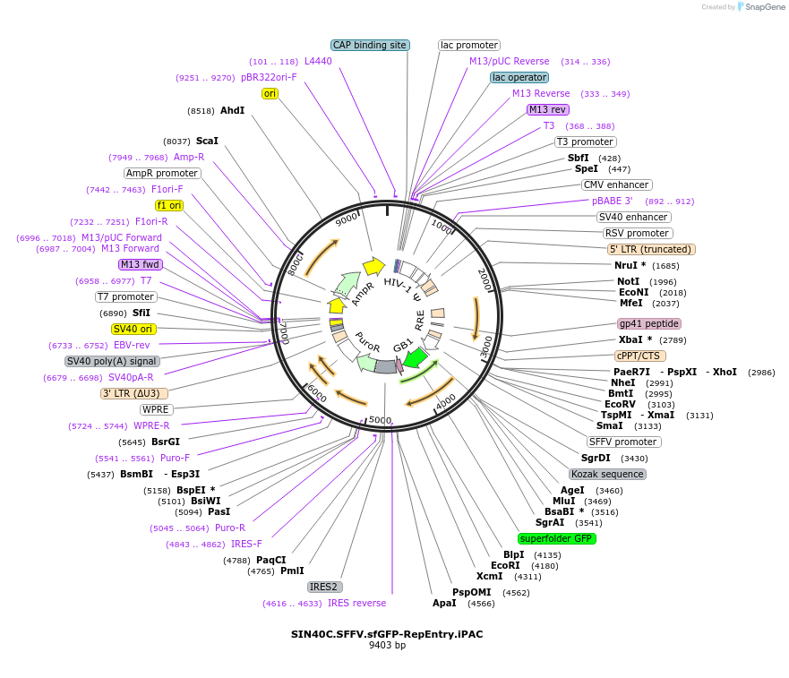 100893-plasmid-map-sequence-id-210261