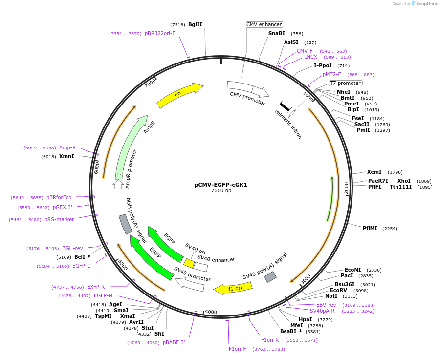 107975-plasmid-map-sequence-id-210267